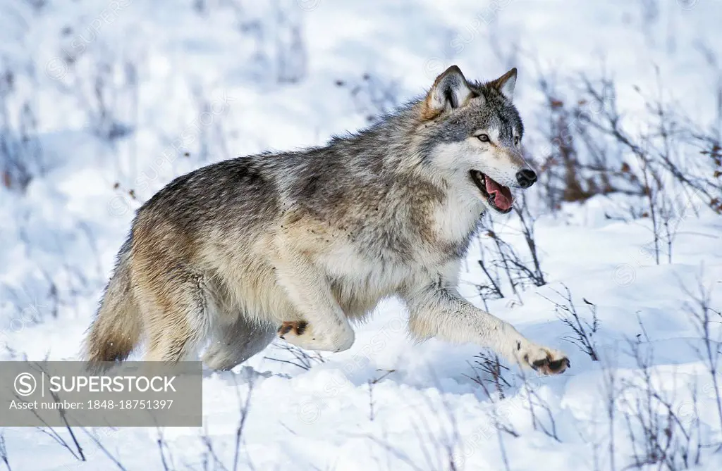 Mackenzie tundra wolf, Mackenzie tundra wolves, Mackenzie wolf, Mackenzie wolves (Canis lupus occidentalis), wolf, wolves, canines, carnivores, mammal...