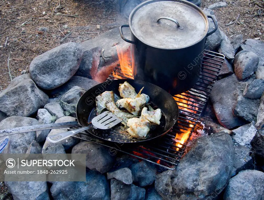 Cooking and frying fish over campfire, Yukon Territory, Canada