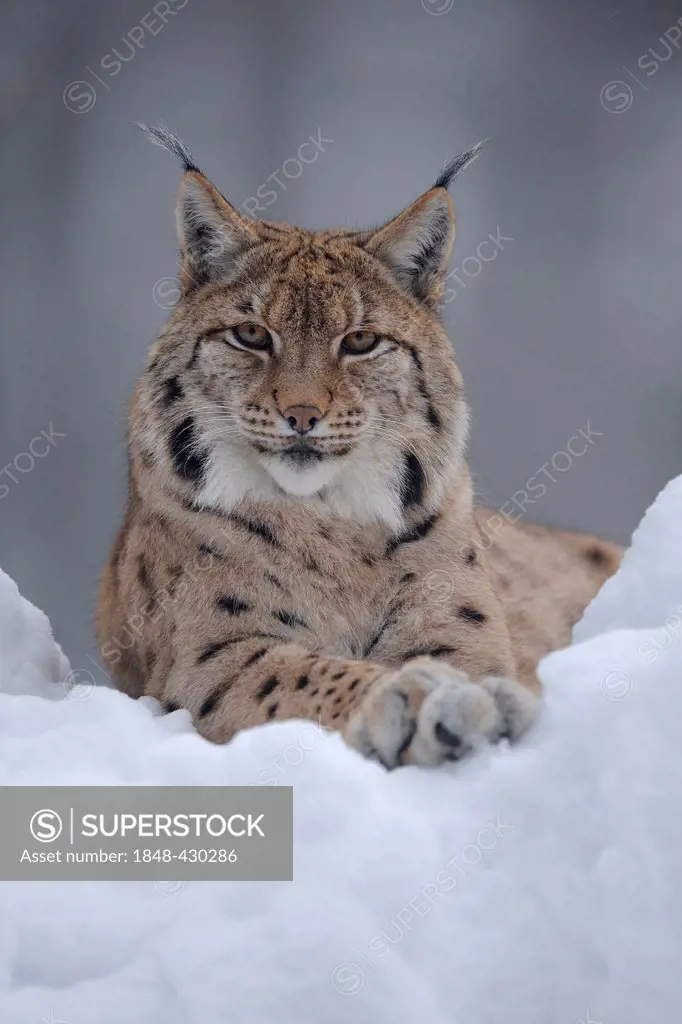 Eurasian Lynx (Lynx lynx), in deep powder snow, enclosure, national park, Bavarian Forest, Bavaria, Germany, Europe