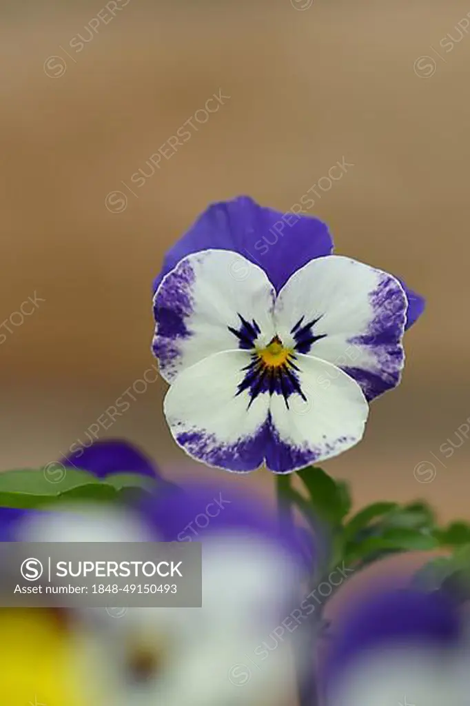 Horned violet (Viola cornuta hybrid), pansy, flower, Wilnsdorf, North Rhine-Westphalia, Germany, Europe