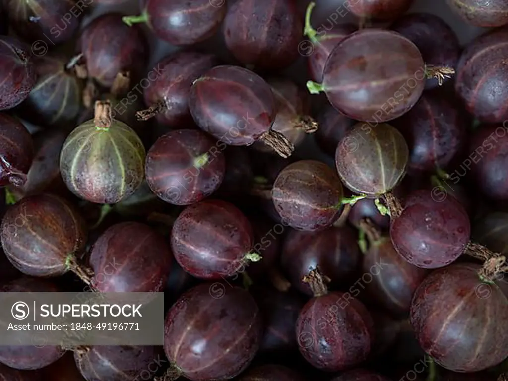 Freshly harvested gooseberries (Ribes uva-crispa) (syn.: Ribes grossularia), Braunschweig, Lower Saxony, Germany, Europe