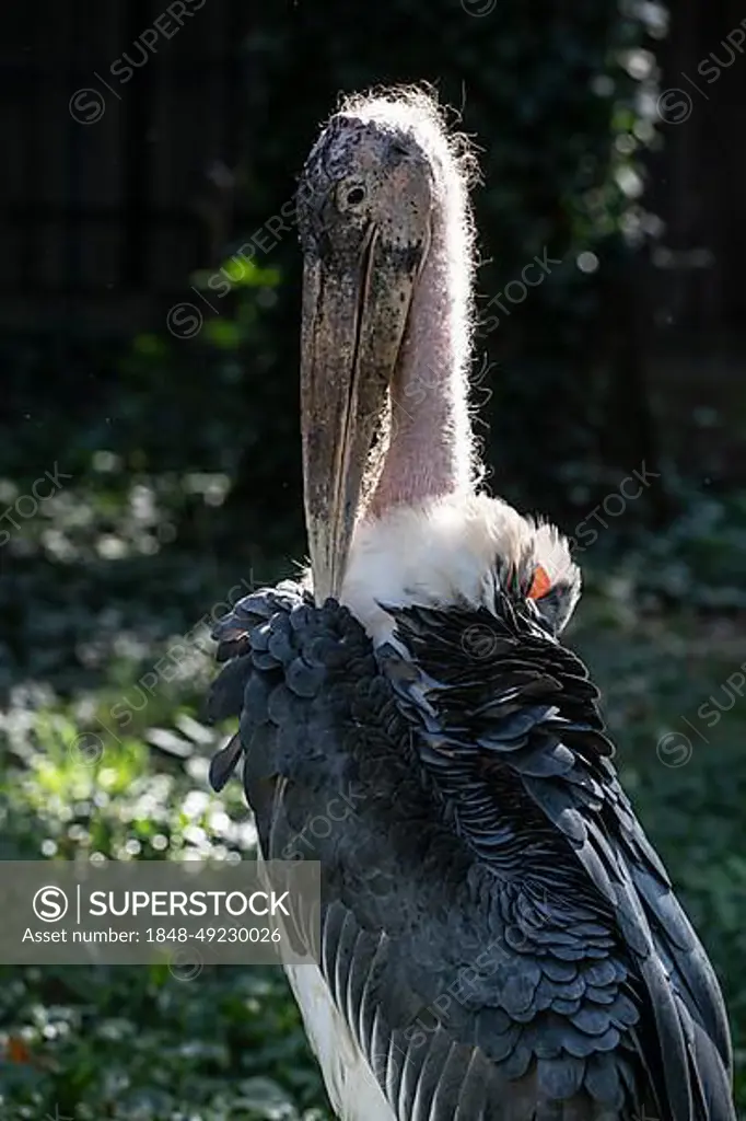 Marabou stork (Leptoptilos crumeniferus), captive, Germany, Europe