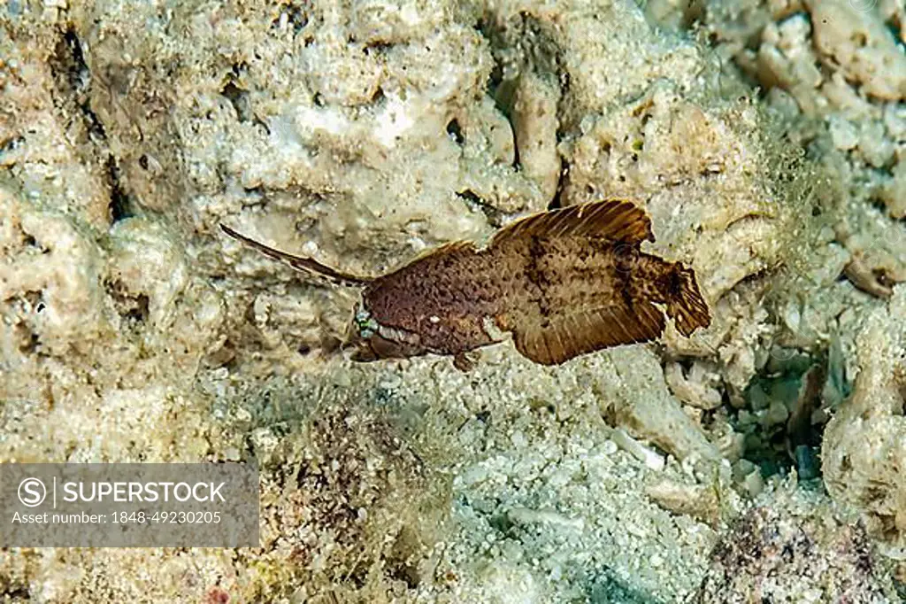 Juvenile form of shearworm (Iniistius pavo), Pacific Ocean, Yap Island, Yap State, Caroline Islands, FSM, Federated States of Micronesia, Australia, Oceania