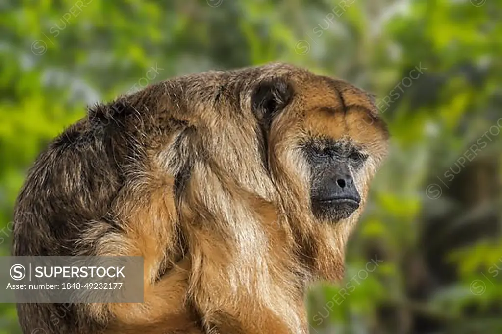 Black howler (Alouatta caraya), black-and-gold howler female, largest New World monkey native to South America and Central America