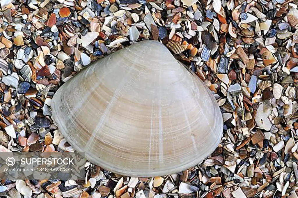 Rayed trough shell (Mactra stultorum cinerea) (Mactra corallina cinerea) on beach