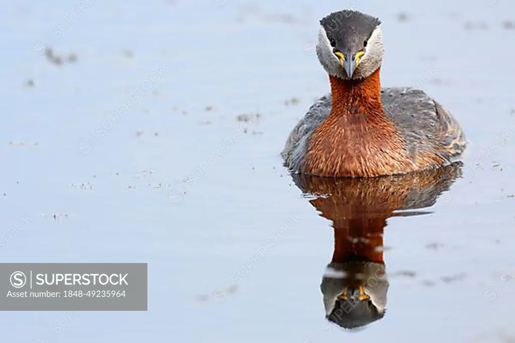 Red-necked grebe (Podiceps grisegena), adult bird in water with reflection, Peene Valley River Landscape nature park Park, Mecklenburg-Western Pomerania, Germany, Europe