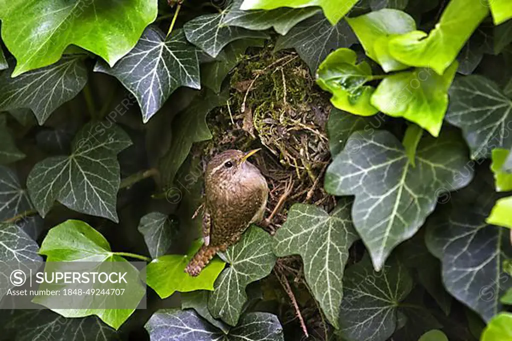 Eurasian wren (Troglodytes troglodytes) at nest hidden in ivy, Belgium, Europe