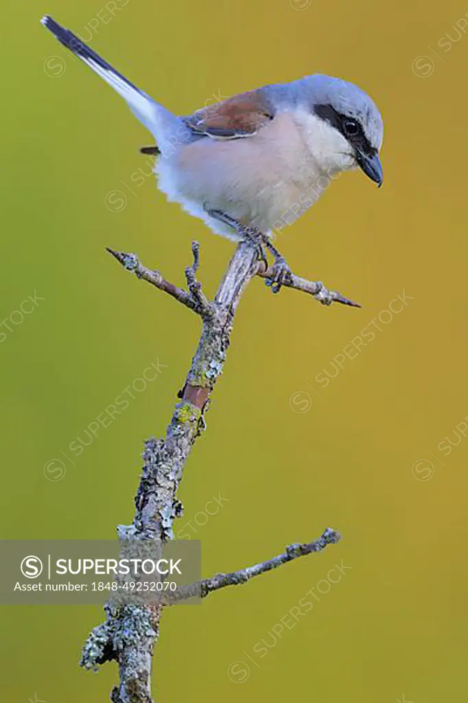 Red-backed Shrike (Lanius collurio), male on a blackthorn branch overgrown with lichen, biosphere reserve, Swabian Alb, Baden-Wuerttemberg, Germany, Europe