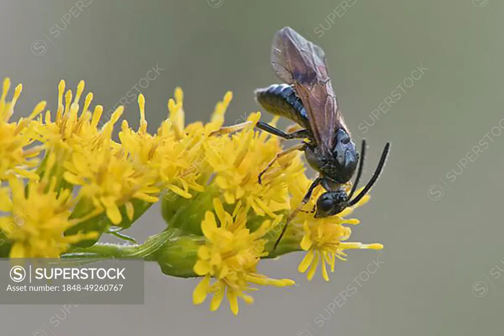 Brush horn leaf wasp (Arge ustulata), Emsland, Lower Saxony, Germany, Europe