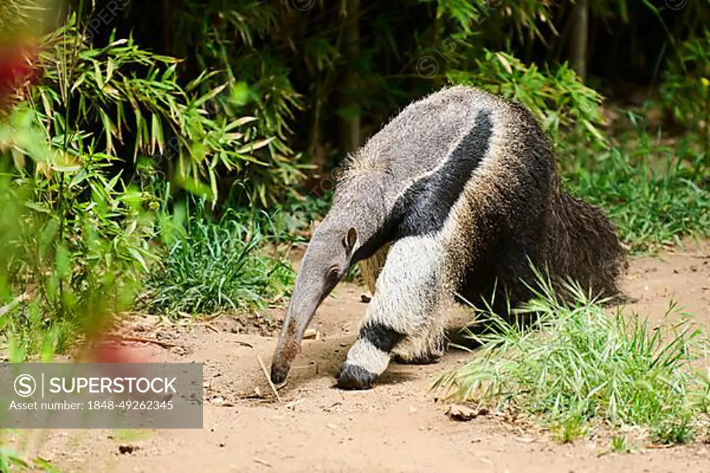 Giant anteater (Myrmecophaga tridactyla), captive, distribution South America