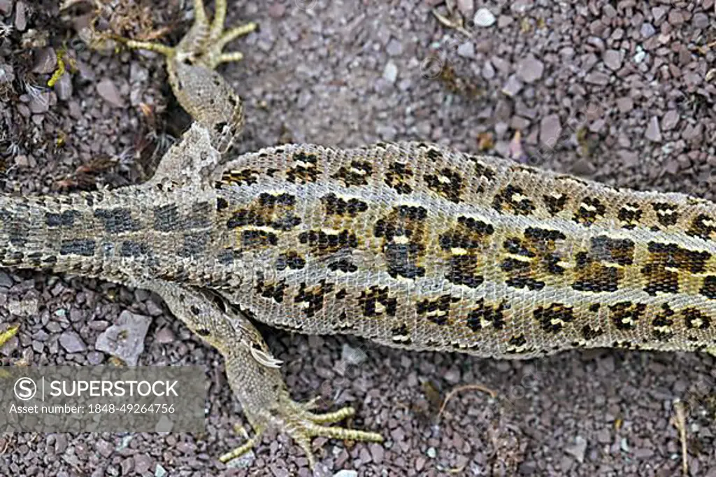 Sand lizard (Lacerta agilis) close-up of female shedding old skin from hind legs in summer