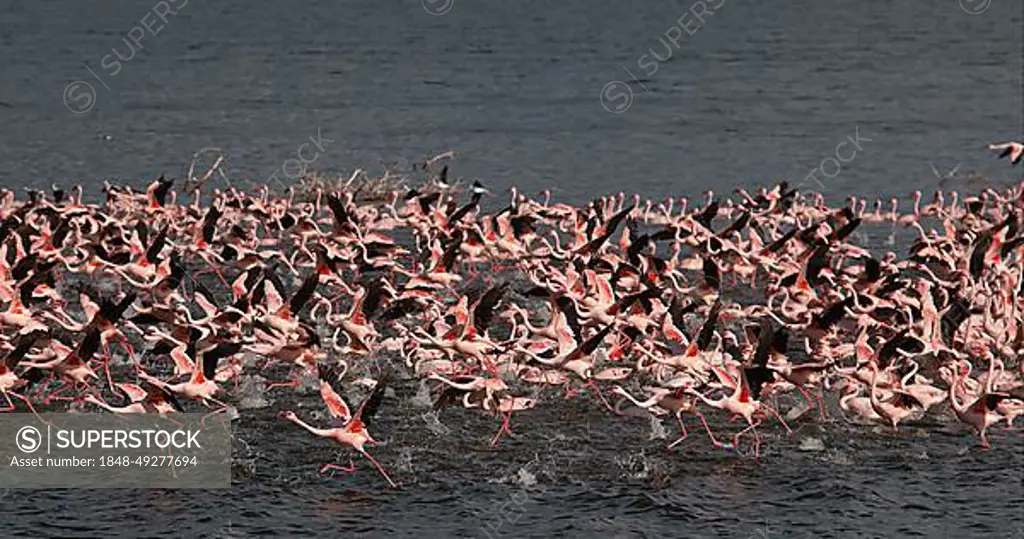 Lesser Flamingo (phoenicopterus minor), Group in Flight, Taking off from Water, Colony at Bogoria Lake in Kenya