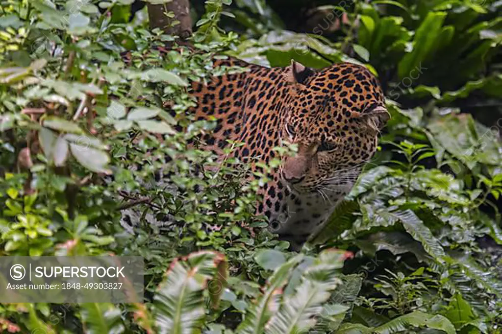 javan leopard