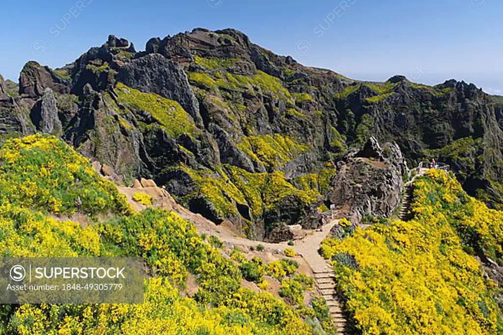 Ginster, Berge, Aussichtspunkt, Pico das Torres (1851) m, Insel Madeira,  island, nature, flowers, sunshine, blue sky, mountains - SuperStock