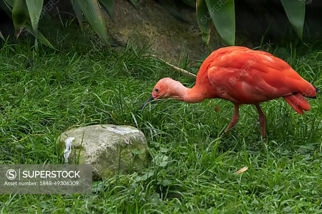Scarlet ibis (Eudocimus ruber), foraging in green grass, captive, Germany, Europe