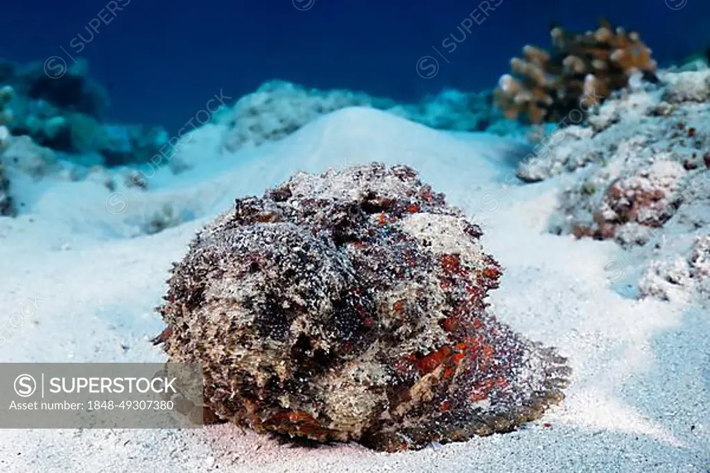 Reef stonefish (Synanceia verrucosa), from front, lying uncamouflaged, open, on sandy bottom, dangerous, poisonous, Great Barrier Reef, UNESCO World Heritage Site, Coral Sea, Coral Sea, Pacific Ocean, Cairns, Queensland, Australia, Oceania