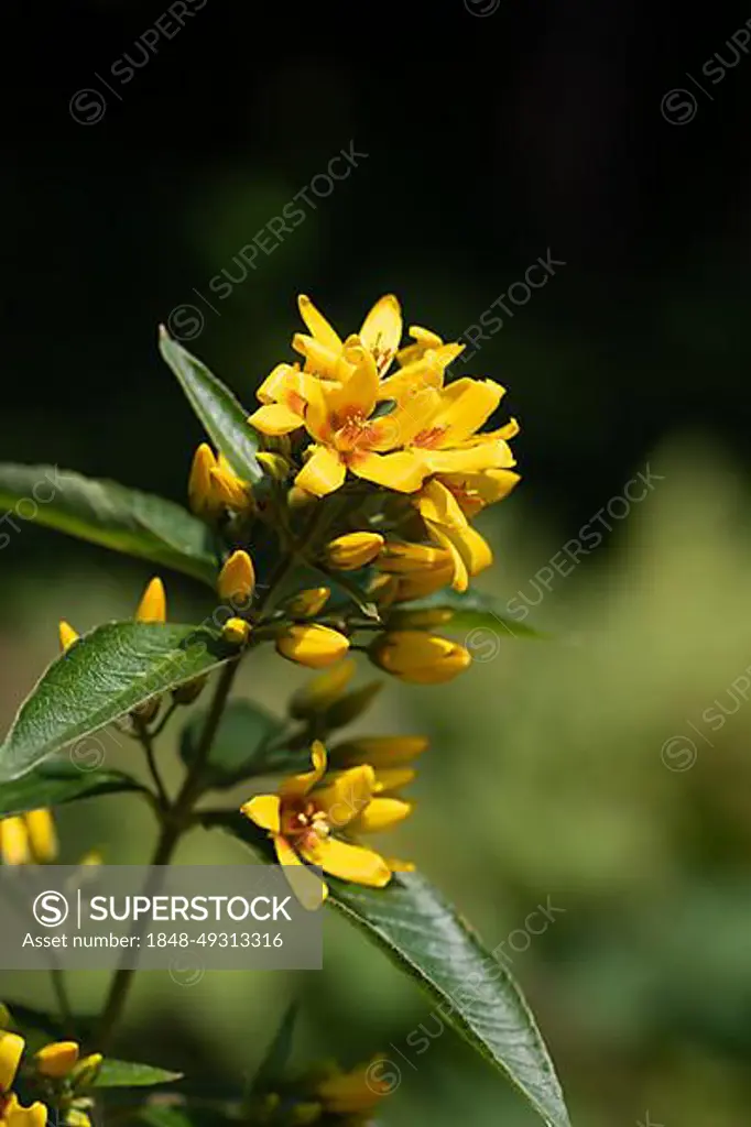 Yellow loosestrife (Lysimachia vulgaris), flowering in the sun, Venner Moor nature reserve, North Rhine-Westphalia, Germany, Europe