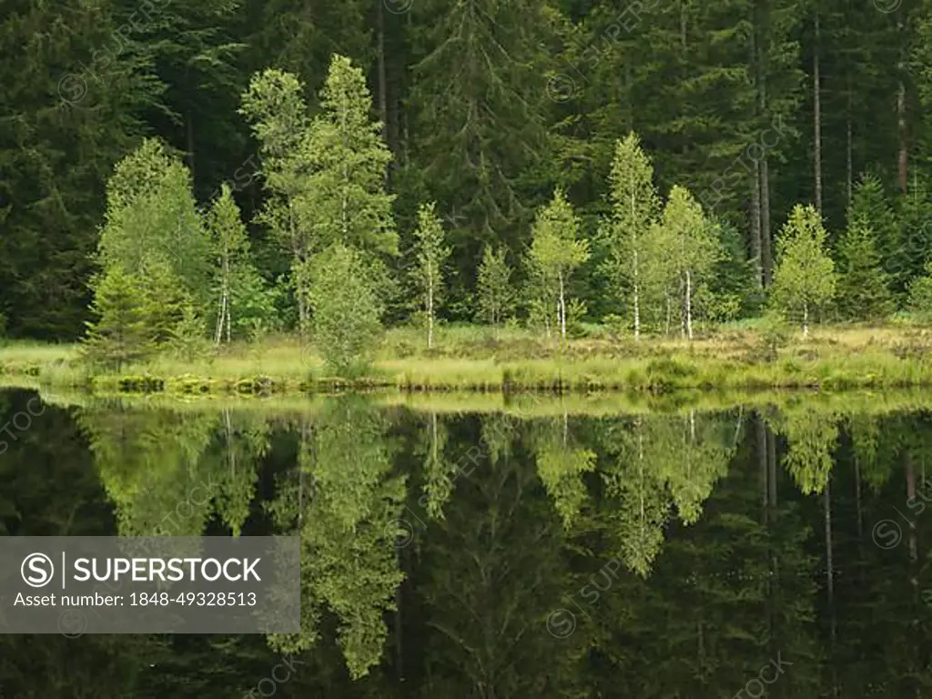 Buhlbachsee near Zuflucht, Buhlbach near Baiersbronn, near Kniebis, Black Forest High Road, Black Forest, Baden-Wuerttemberg, Germany, Europe