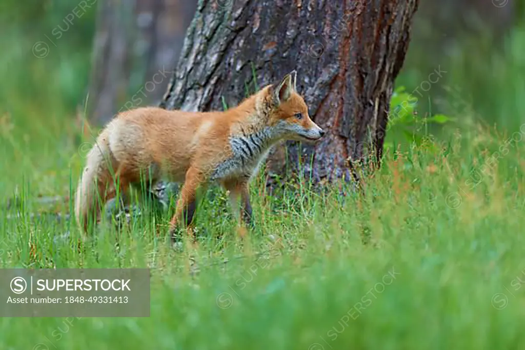 Red fox (Vulpes vulpes), young animal, Hesse, Germany, Europe