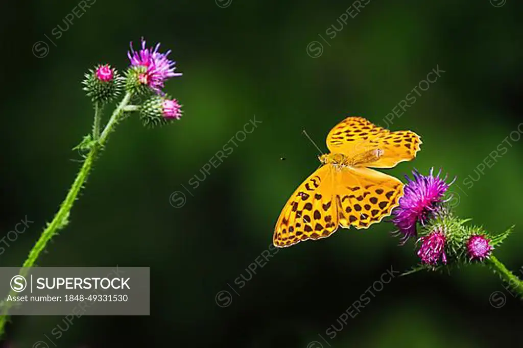 Silver-washed fritillary (Argynnis paphia), male, flying from flower of creeping thistle (Cirsium arvense), Hesse, Germany, Europe