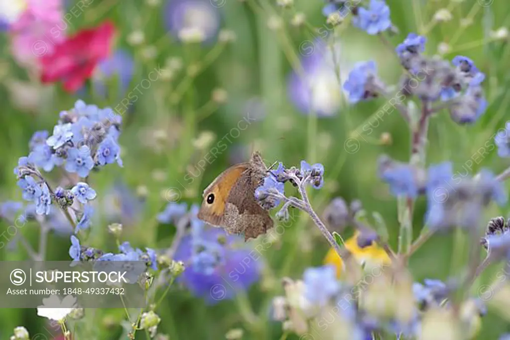 Flowers, Butterfly, Greater Ox-eye (Maniola jurtina), female, Forget-me-not, Summer, Germany, The Greater Ox-eye sits in a flower meadow and sucks nectar from the blue flower of the Forget-me-not, Europe