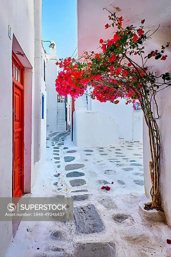 Traditional narrow streets, beautiful alleyways of Greek island towns. Whitewashed walls, colorful doors, cobblestone paved street, bright pink bougainvillea. Romantic vacation, dream weekend. Summer morning sunshine. Mykonos, Greece, Europe