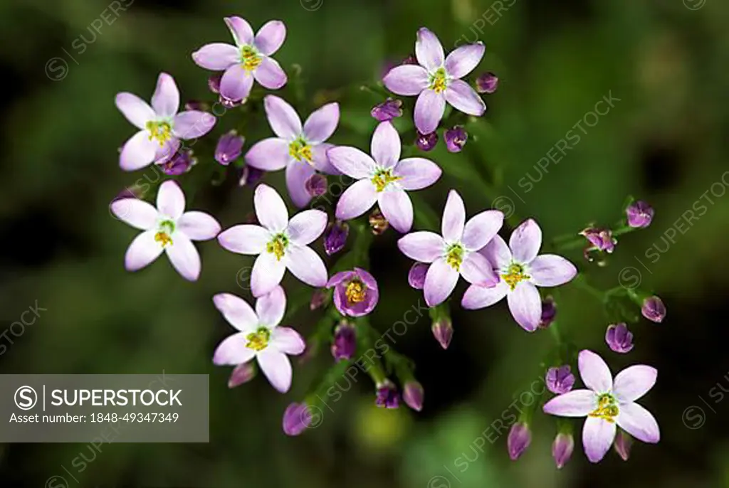 Common centaury, European centaury (Centaurium erythraea) in flower