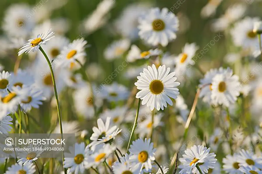 Oxeye daisy (Leucanthemum vulgare) (Chrysanthemum leucanthemum) flowering in meadow