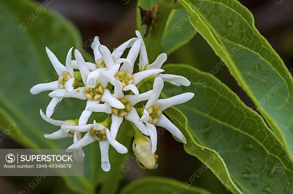 White swallow-wort, white swallowwort (Vincetoxicum hirundinaria) (Vincetoxicum album) (Cynanchum vincetoxicum) in flower, native to Eurasia