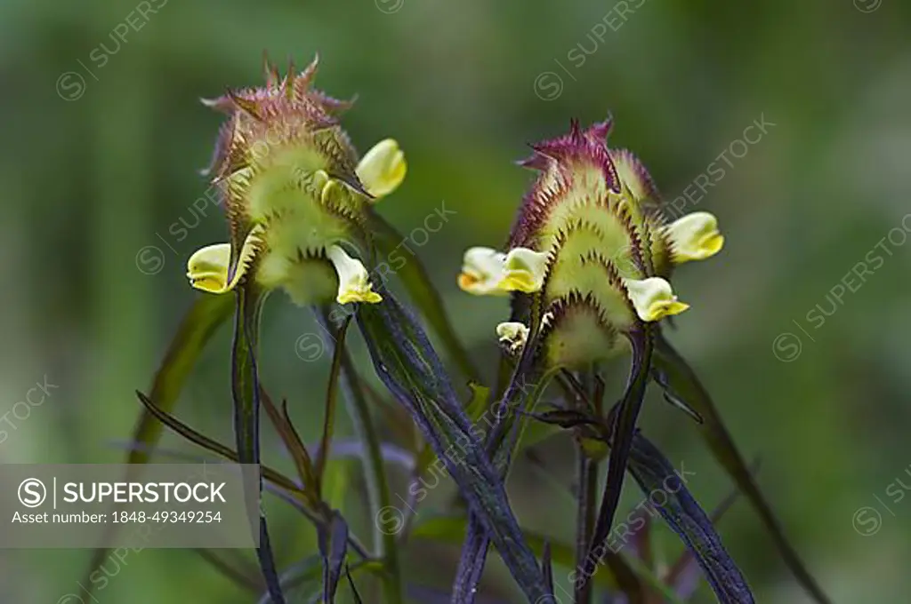 Crested cow-wheat (Melampyrum cristatum) in flower in meadow