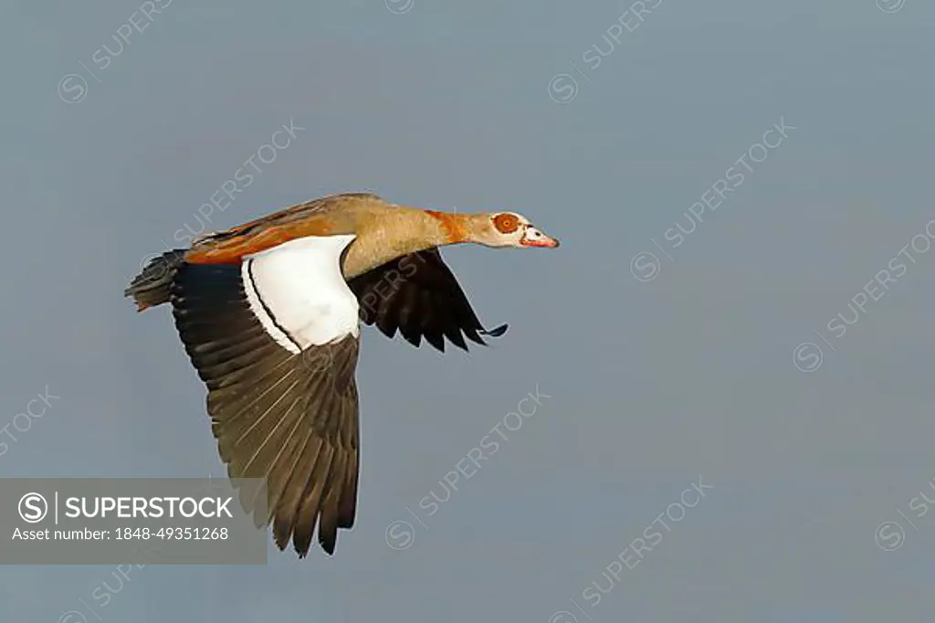 Egyptian Goose (Alopochen aegyptiacus), in flight, Gunzenhausen, Altmuehlsee, Franconian Lake District, Franconia, Bavaria, Germany, Europe