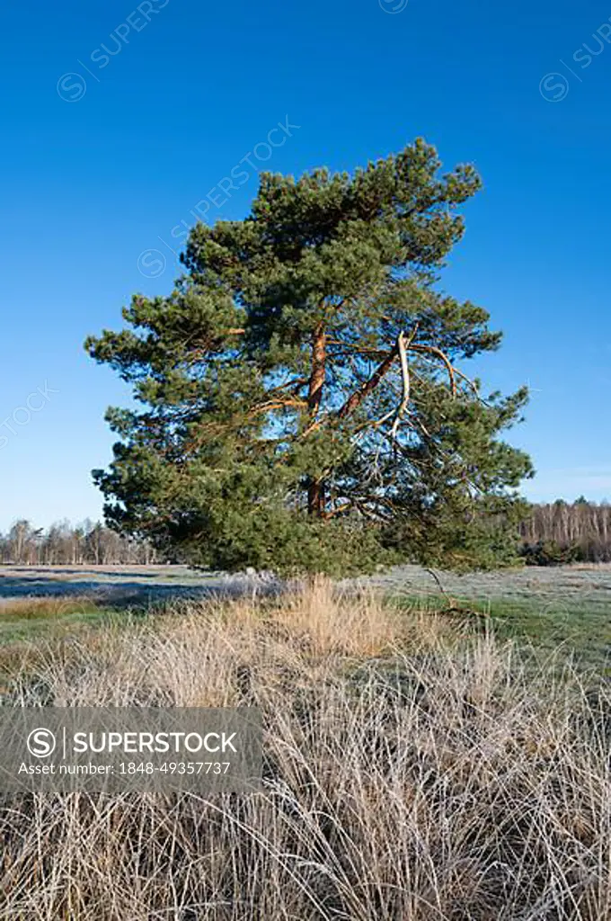 Scots pine (Pinus sylvestris), solitary standing in a meadow, blue sky, Lower Saxony, Germany, Europe