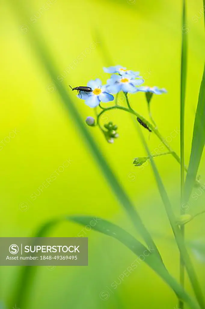 Close-up, swamp forget-me-not (Myosotis scorpioides), dark fly beetle (Cantharis obscura), sitting on a leaf, Deister, Calenberger Bergland, Schaumburg, Hameln-Pyrmont, Hannover region, Germany, Europe