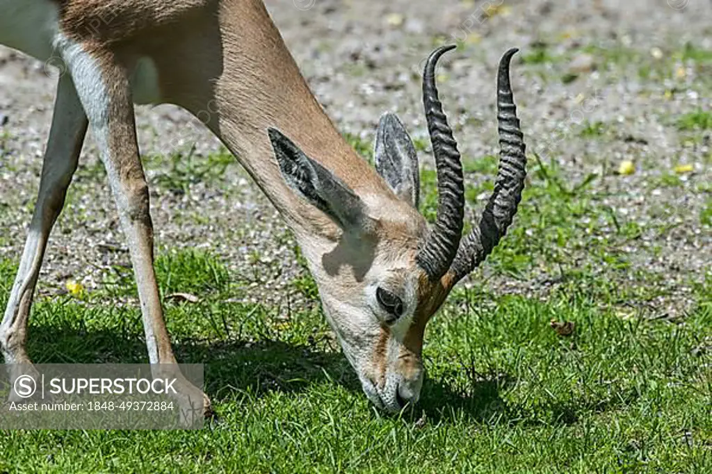 Dorcas gazelle (Gazella dorcas), ariel gazelle (Capra dorcas) grazing grass, native to semidesert climates of Africa and Arabia