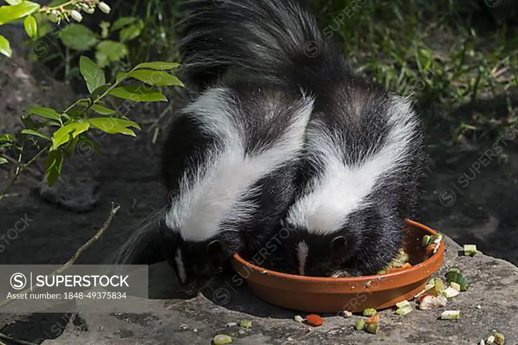 Two young striped skunks Mephitis mephitis eating cat food in