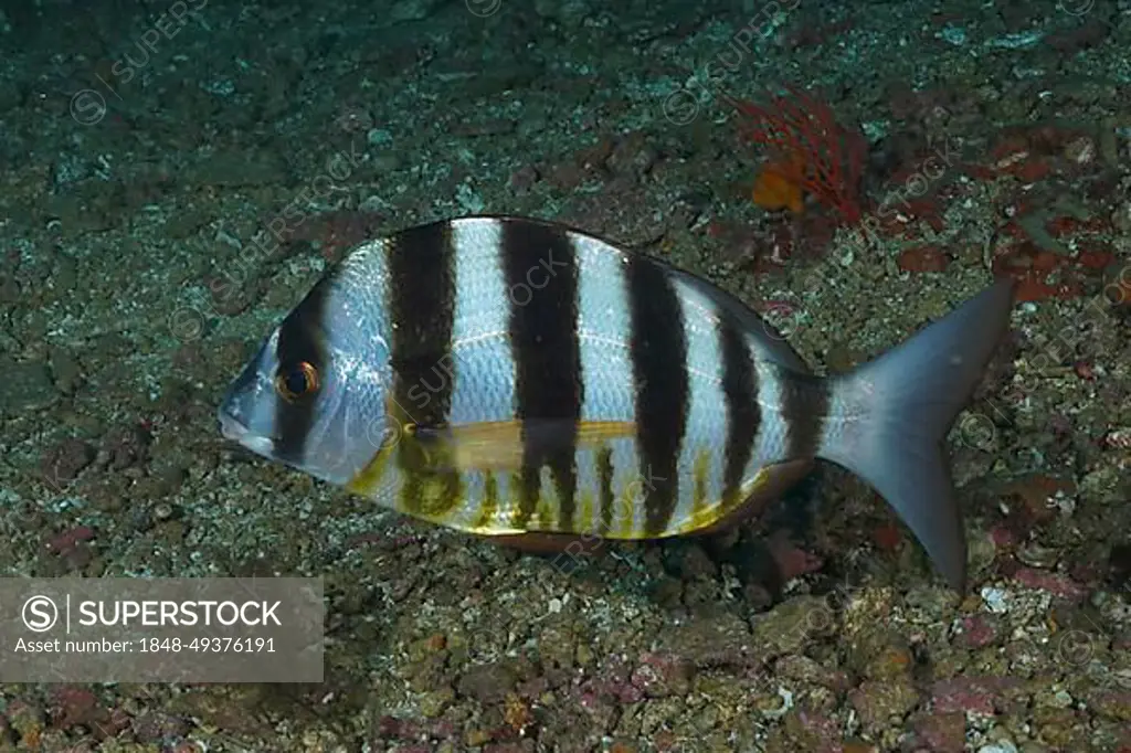 Zebra sea bream (Diplodus cervinus hottentotus), sea bream, dive site Protea Banks, Margate, KwaZulu Natal, South Africa, Africa