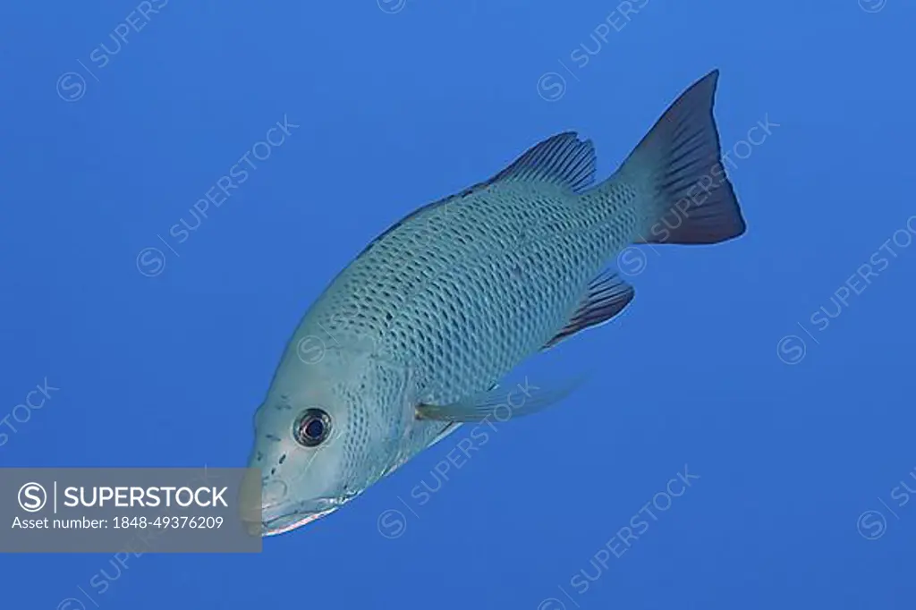 Mangrove red snapper