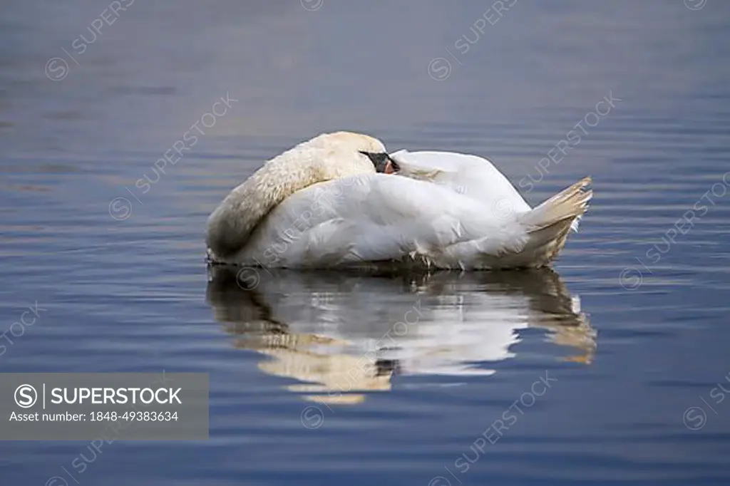 Mute swan (Cygnus olor) male sleeping with head tucked under wing feathers while floating in water of lake