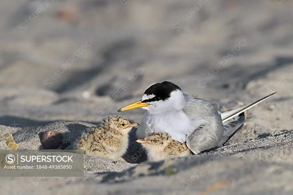 Little tern (Sterna albifrons) (Sternula albifrons) female waming chicks on sandy beach in late spring