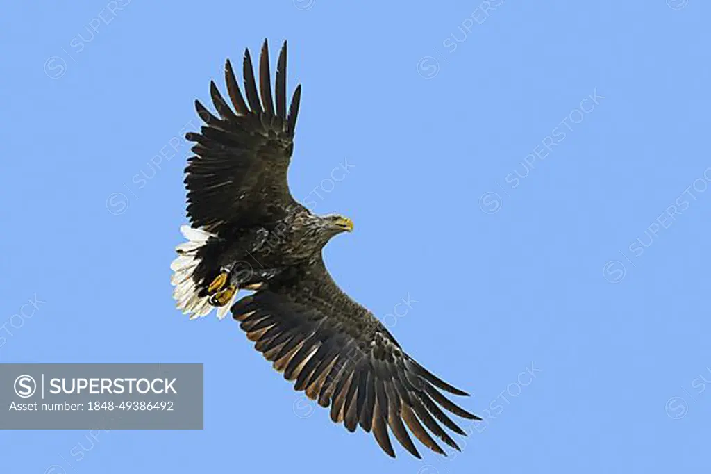 Ringed white-tailed eagle (Haliaeetus albicilla), Eurasian sea eagle, erne adult in flight in summer against blue sky