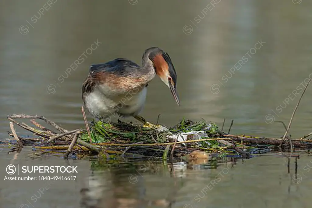 Great Crested Grebe (Podiceps cristatus) on its nest with two eggs. Bas-Rhin, Collectivite europeenne d'Alsace, Grand Est, France, Europe