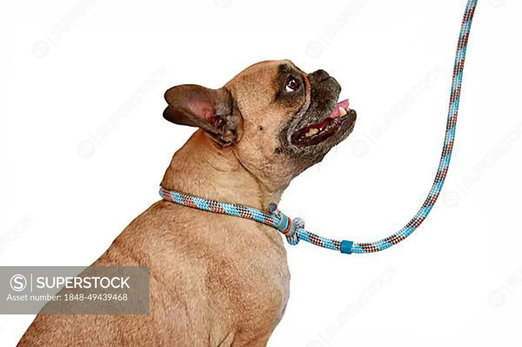 bulldog rope