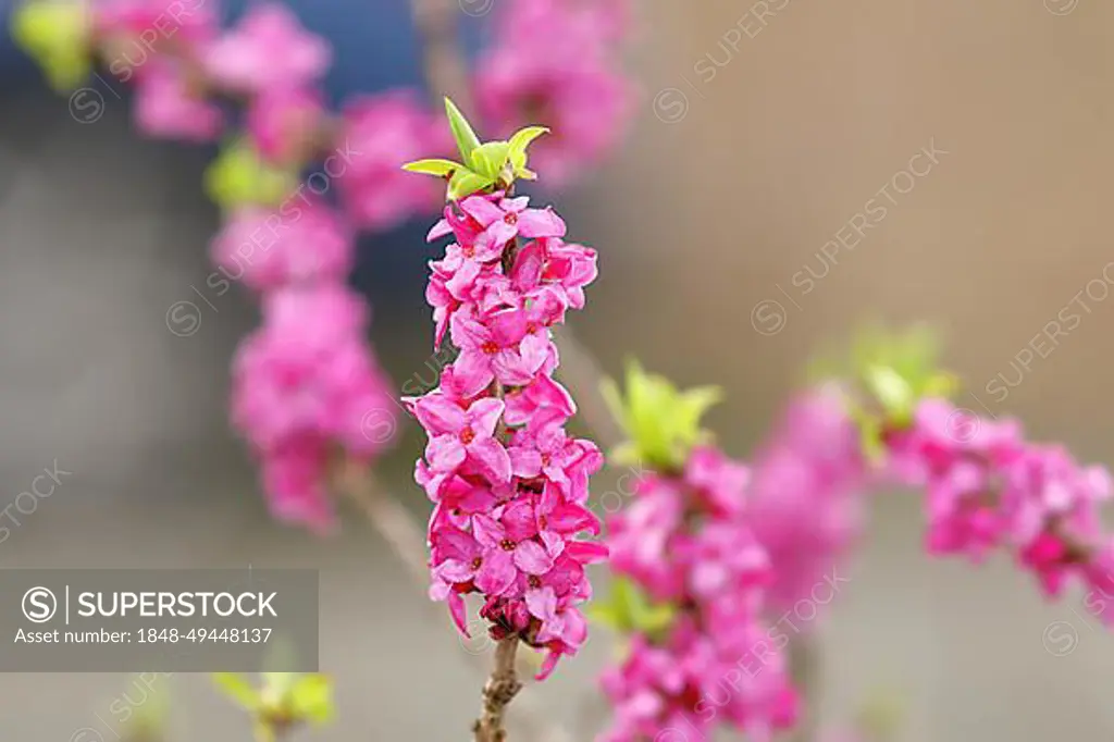 Daphne (Daphne mezereum), flowers and leaf shoots, Wilnsdorf, North Rhine-Westphalia, Germany, Europe