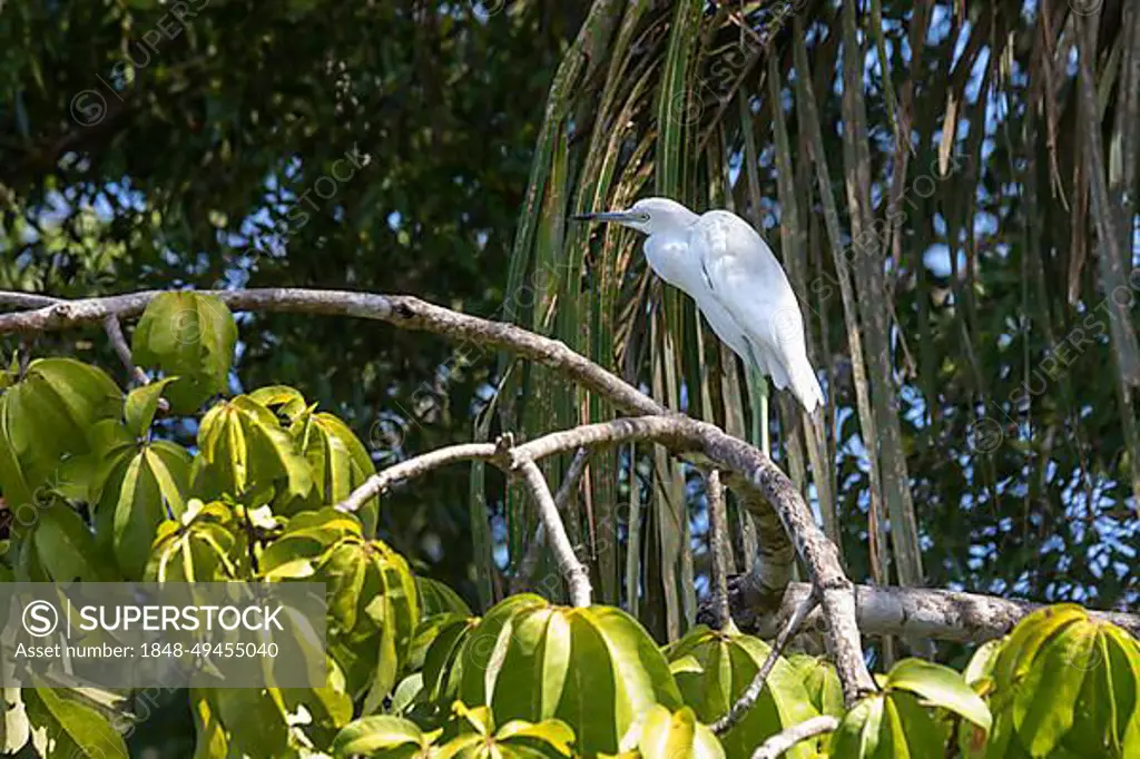 Tortuguero National Park, Costa Rica, A juvenile little blue heron (Egretta caerulea), Central America