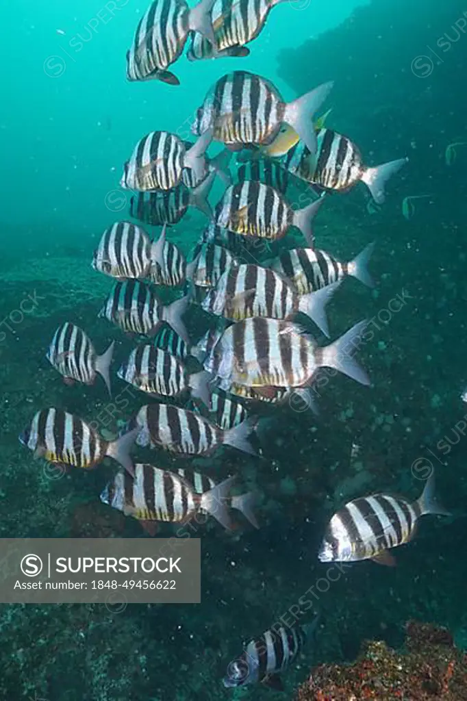 Group of zebra sea bream (Diplodus cervinus hottentotus), Aliwal Shoal dive site, Umkomaas, KwaZulu Natal, South Africa, Africa