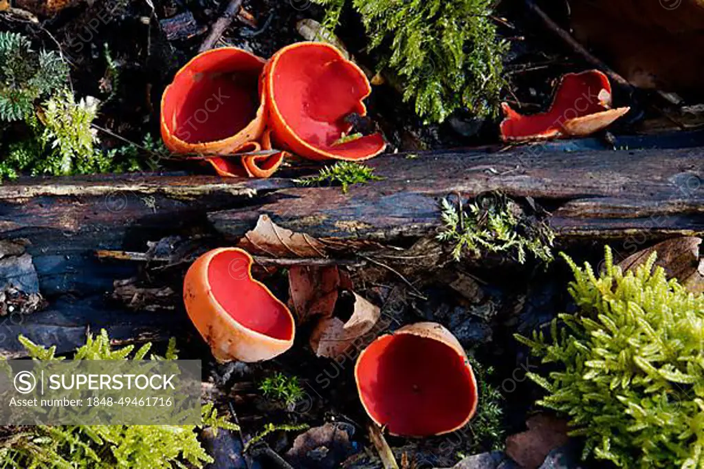 Austrian cup mushroom (Sarcoscypha austriaca), Mushrooms, Czech Republic, Europe