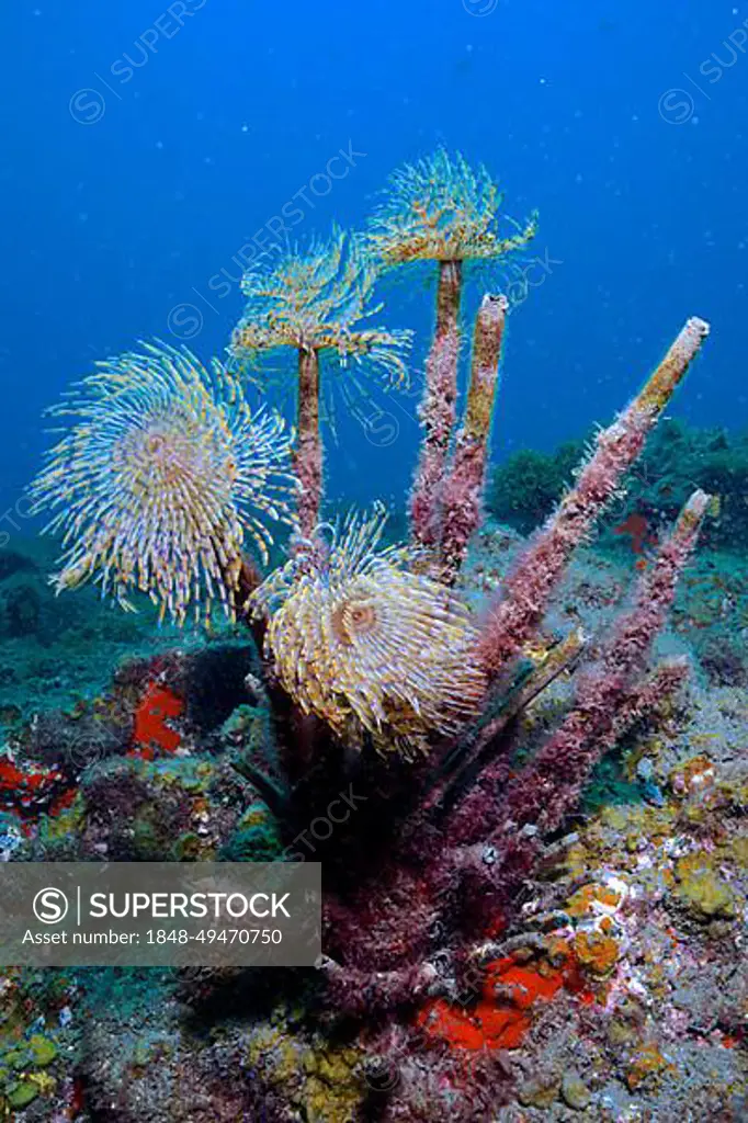 Mediterranean fanworm (Sabella spallanzanii), El Cabron marine reserve dive site, Arinaga, Gran Canaria, Spain, Atlantic Ocean, Europe