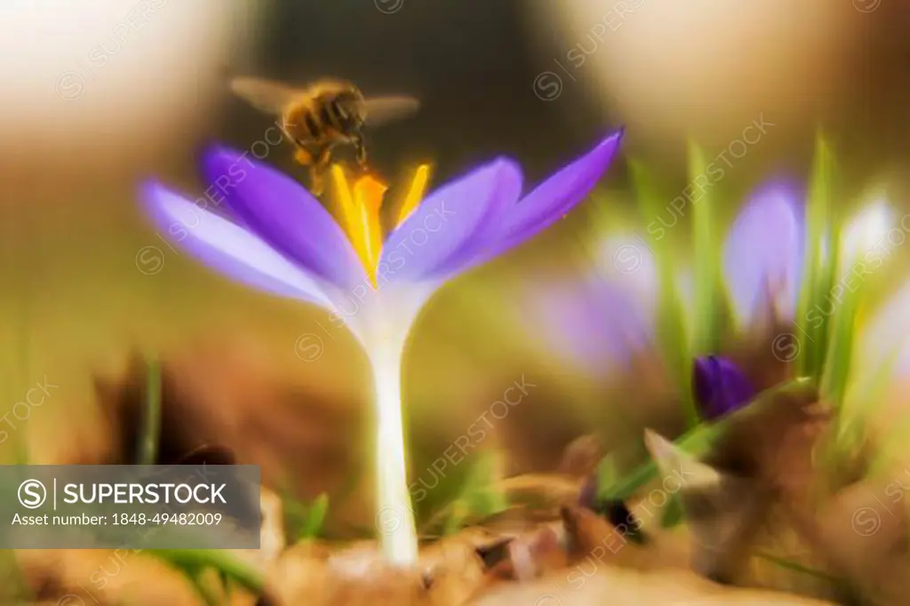 Crocuses (Crocus), blue flowering, bee approaching, picturesque, impressionistic, Hesse, Germany, Europe