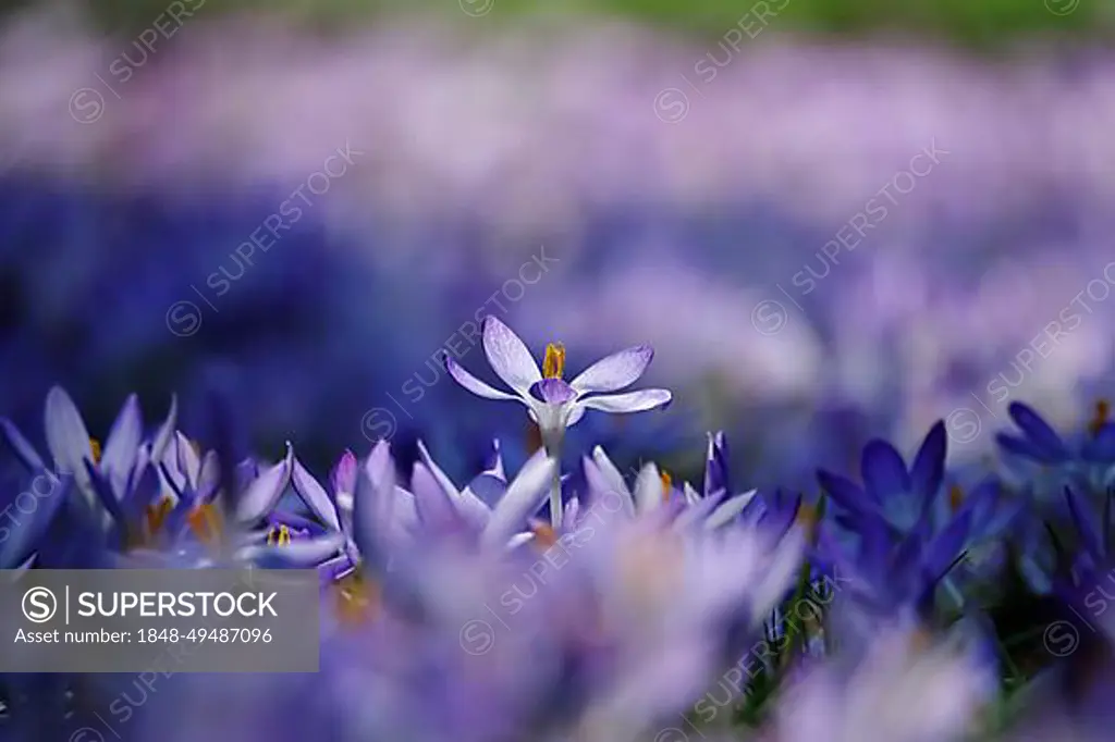 Charming crocus blossom, Germany, Europe