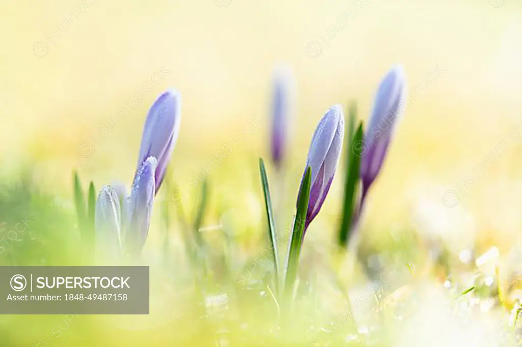 Spring crocus (Crocus vernus) with morning dew, first rays of sunlight, macro with bokeh, Tamsweg, Lungau, Salzburg